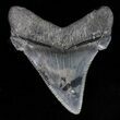 Glossy, Angustidens Tooth - Megalodon Ancestor #40641-1